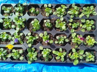 Bandeja de 28 violas.