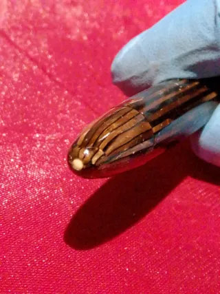 Pluma estilográfica Sheaffer