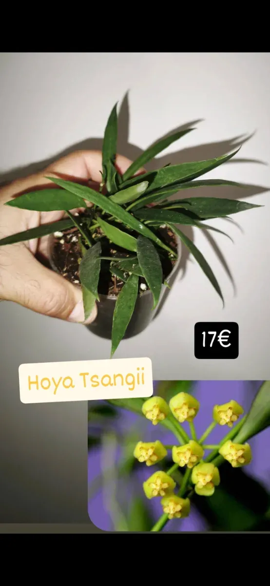 Hoya Tsangii pianta fiori di cera