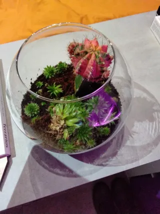 Jardín eterno de suculentas