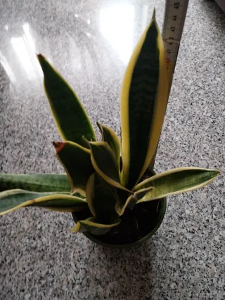 Sansevieria bicolore in vaso