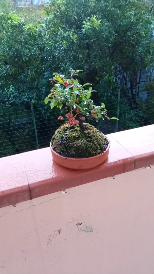 Mini bonsai Cotoneaster con bacche rosse