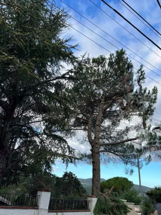 Servicios de jardinería y poda de árboles