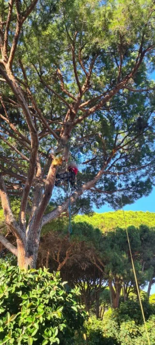 Servicios de jardinería y poda de árboles