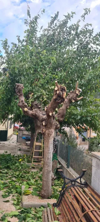 Servicios de jardinería y poda de árboles