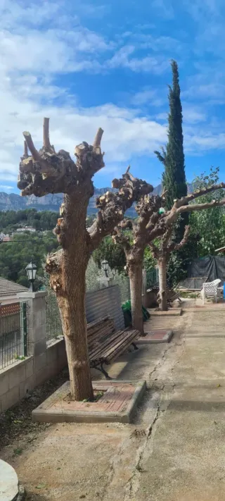 Servicios de jardinería y poda de árboles