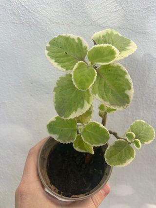 Planta Orégano Cubano