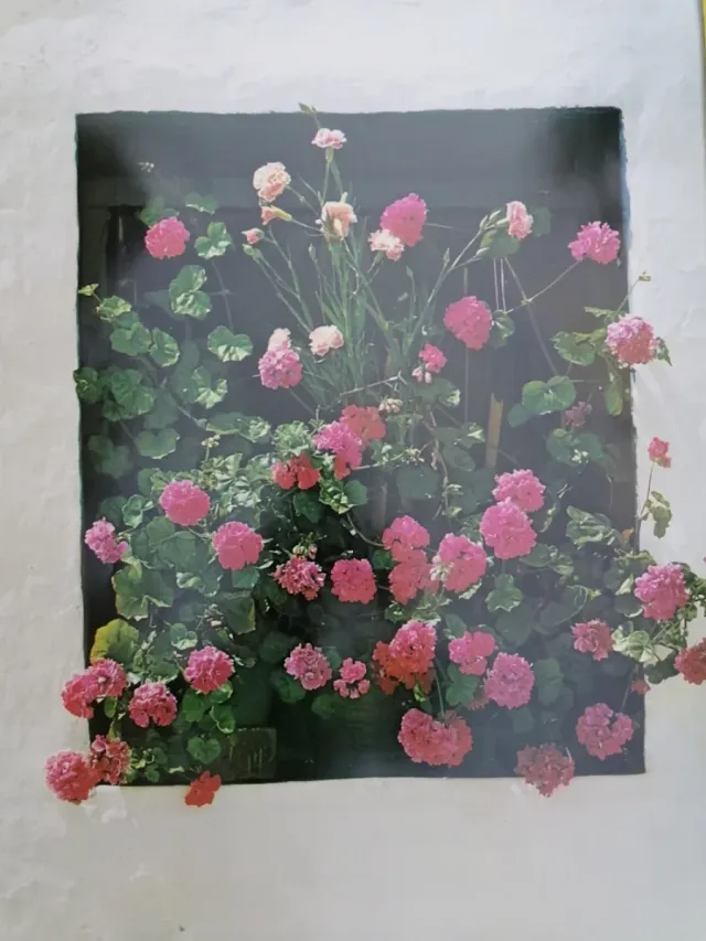 GERANIOS. ESPAÑA. CARTEL ORIGINAL 1982