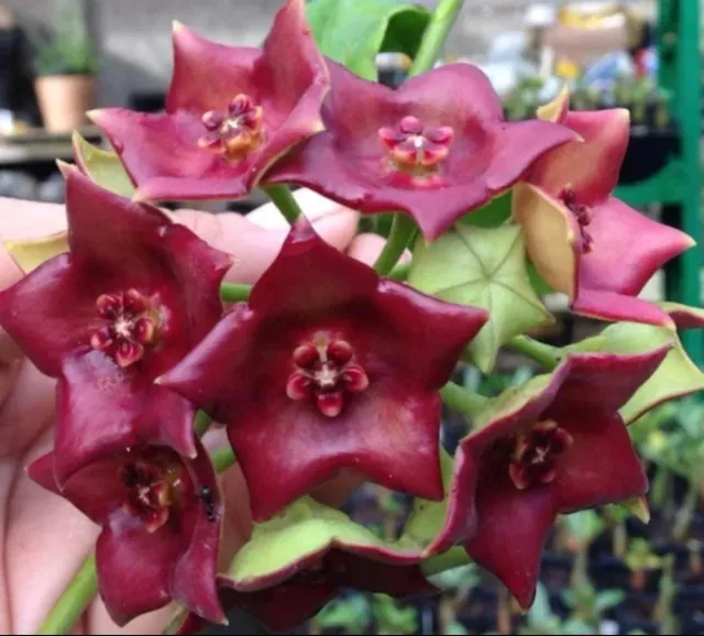 Hoya Sussuela pianta radicata