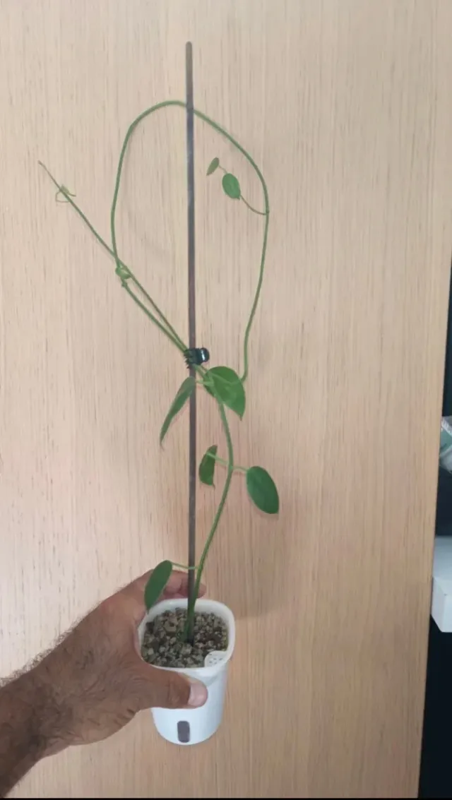 Hoya Sussuela pianta radicata