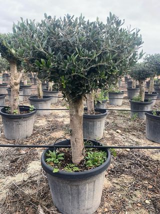 Olivo en maceta