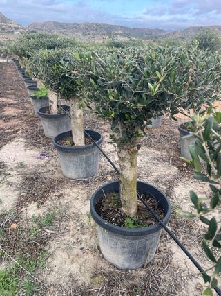 Olivo en maceta