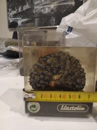 Figuras realistas pavos y pavo real Belén