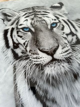 Cuadro Tigre Siberiano Blanco Cristal