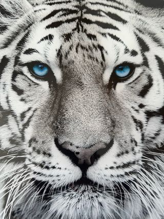 Cuadro Tigre Siberiano Blanco Cristal