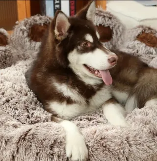 90 cm diámetro-Cama Peluche Mascota Beige/Marrón