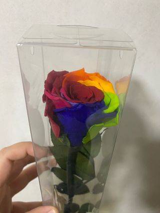 Rosa preservada arcoíris en caja