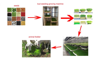 forraje verde hidroponico