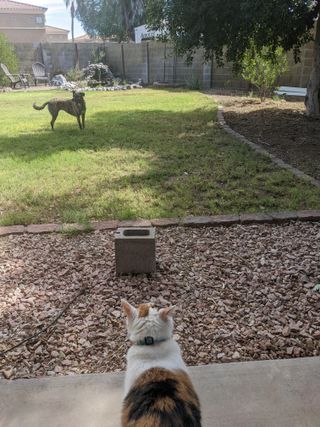 Doy clases privadas de Inglés o cuido tus mascota