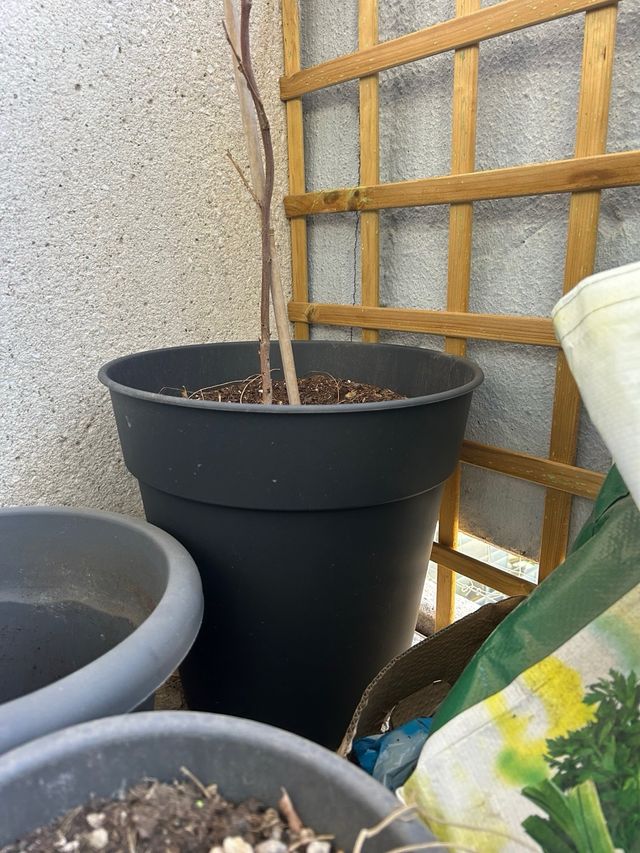 Lote de macetas + soporte planta alta