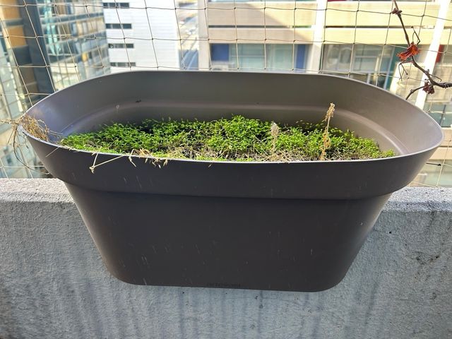 Lote de macetas + soporte planta alta