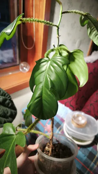 Philodendron Squamiferum
