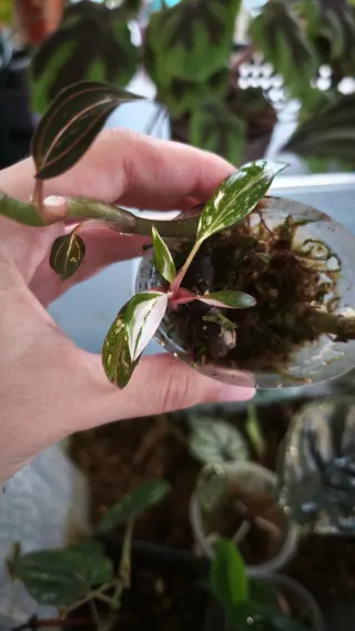 Philodendron Pink Princess Marble