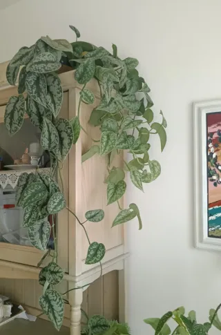 Scindapsus Pictus Trebie talea