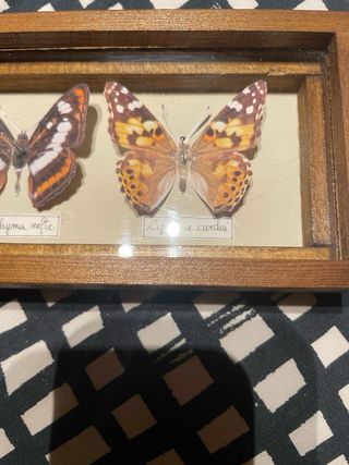 Scatola Farfalle da Collezione