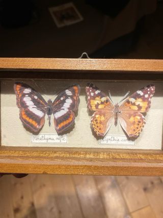 Scatola Farfalle da Collezione