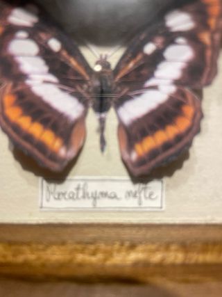 Scatola Farfalle da Collezione