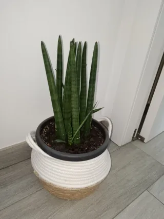 Pianta Sansevieria in vaso
