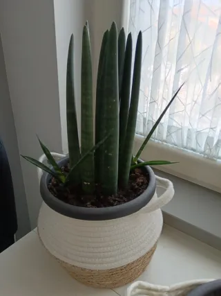 Pianta Sansevieria in vaso