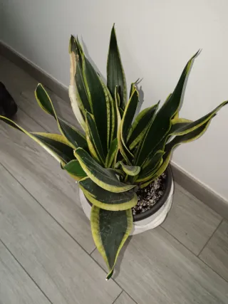 Pianta Sansevieria in vaso