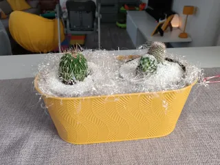 Vaso giallo con cactus