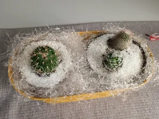 Vaso giallo con cactus