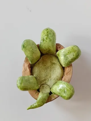 Tartaruga fatta a mano con guscio di noce