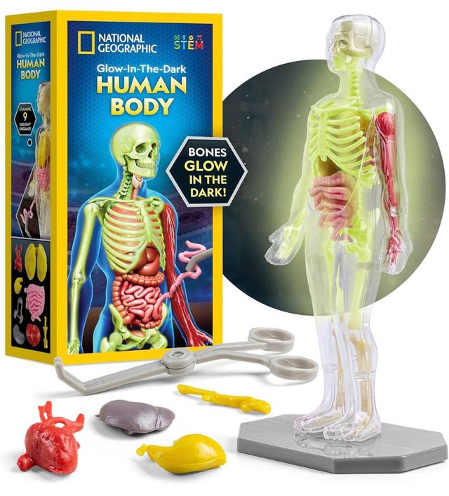 Modelo anatómico para niños NUEVO