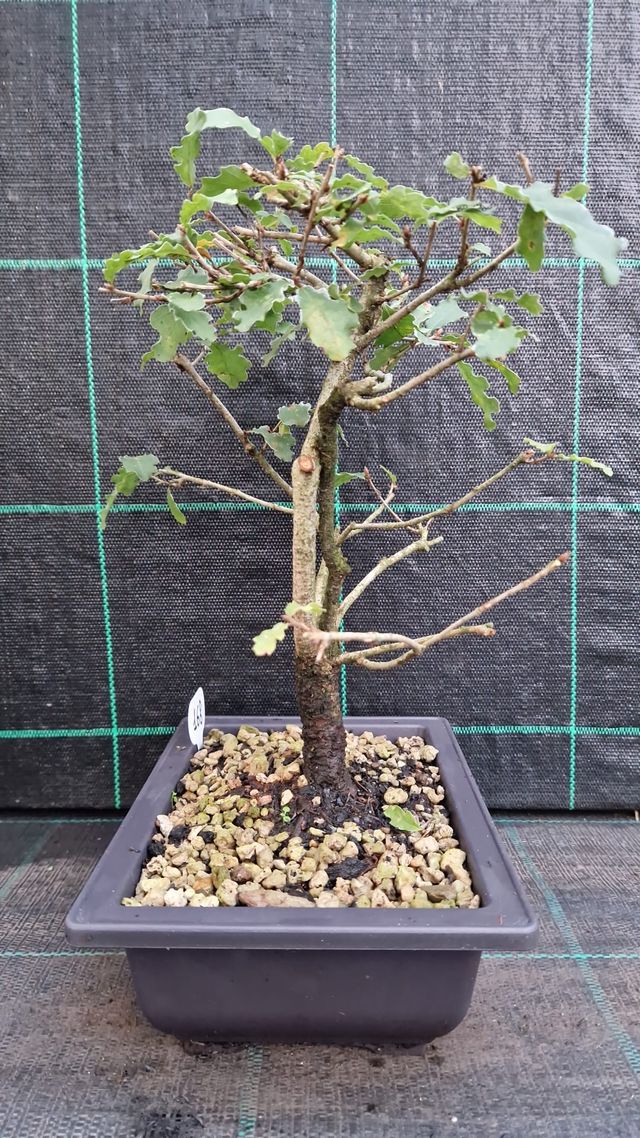 Bonsai di Cerro (Quercus Cerris)  168