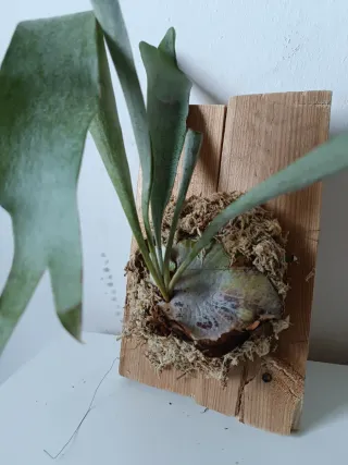 Cuadro Vivo: Helecho Cuerno de Alce (Platycerium)