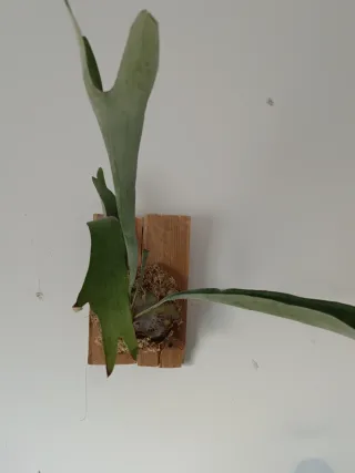Cuadro Vivo: Helecho Cuerno de Alce (Platycerium)