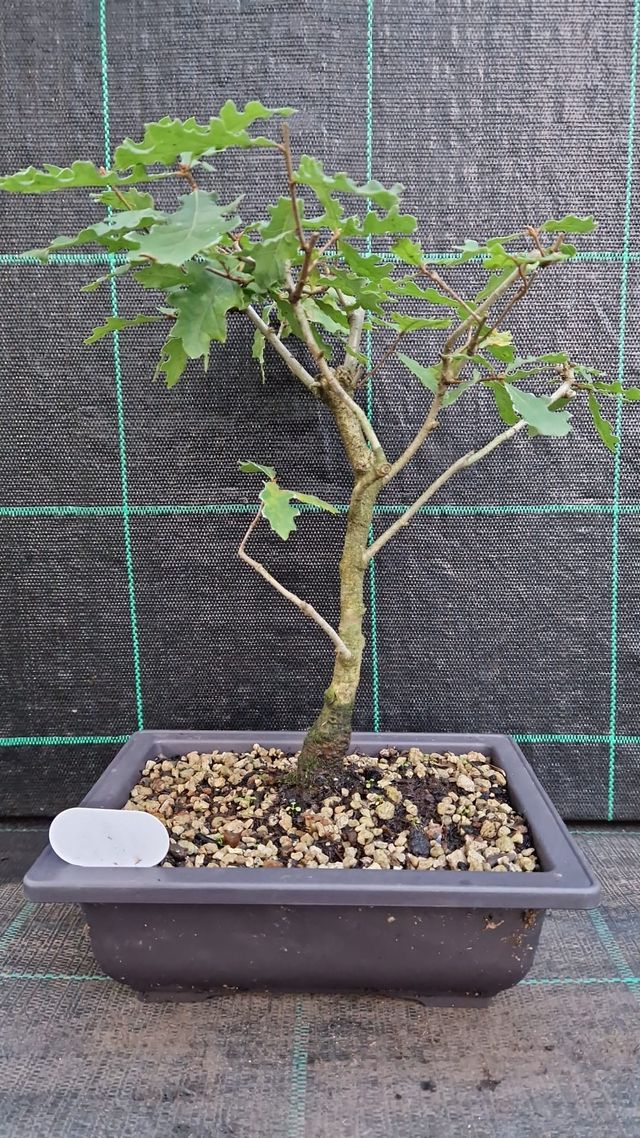 Bonsai di Cerro (Quercus Cerris)  165
