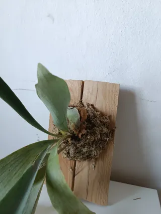 Cuadro Vivo: Helecho Cuerno de Alce (Platycerium)