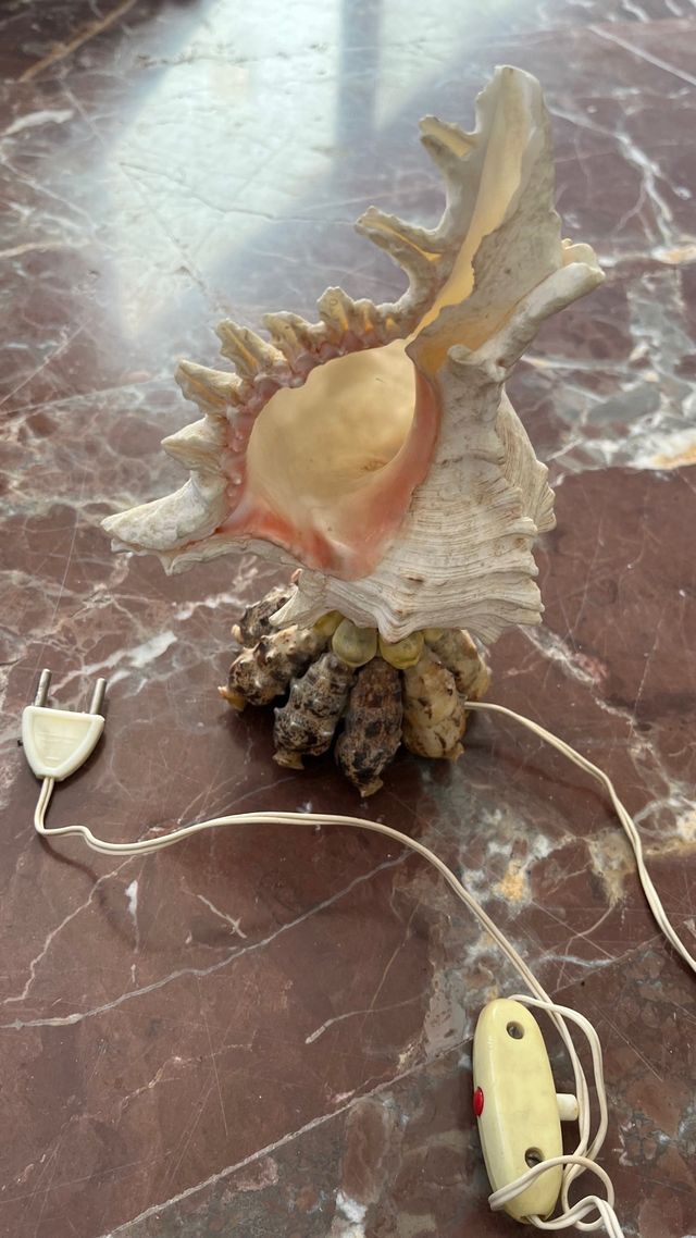 Lámpara de caracolas marinas