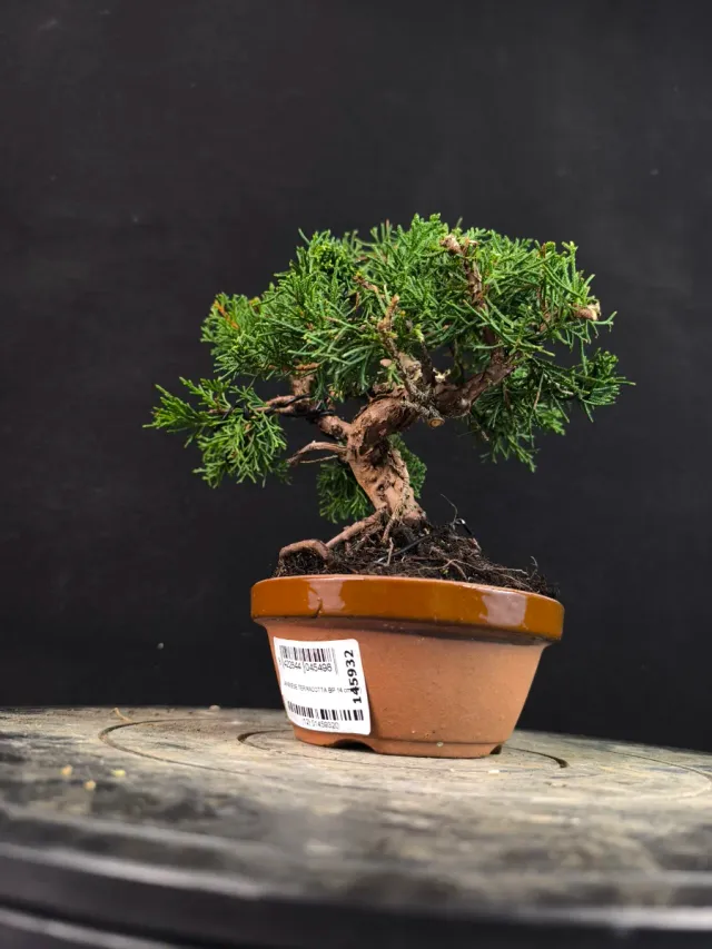 Bonsai Junipero Kishu