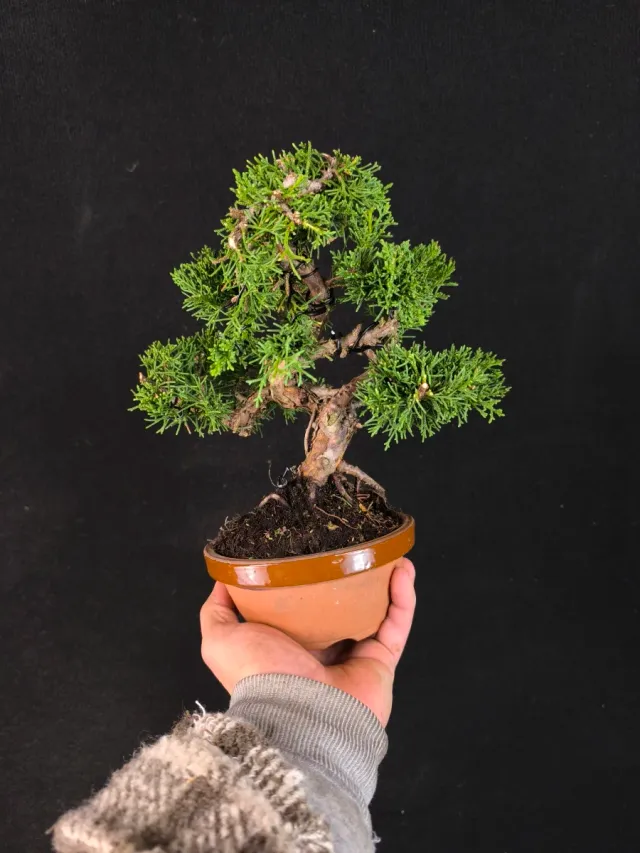 Bonsai Junipero Kishu