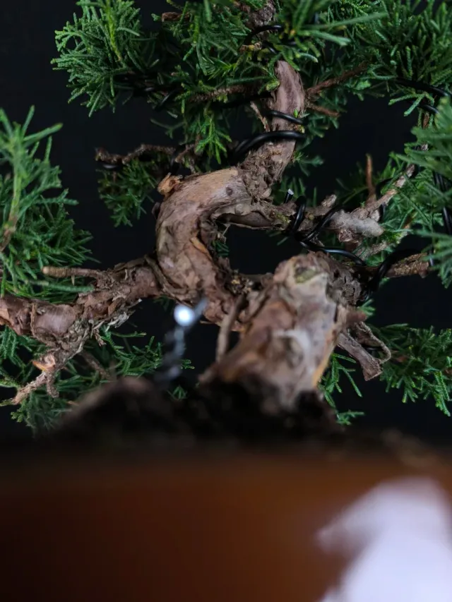 Bonsai Junipero Kishu