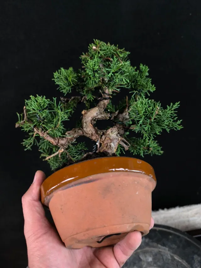 Bonsai Junipero Kishu