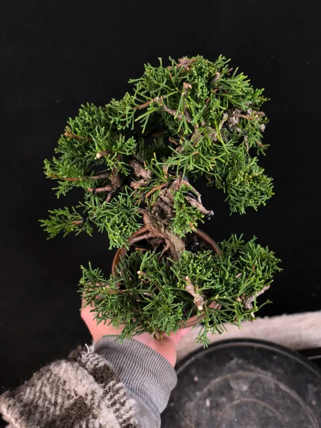 Bonsai Junipero Kishu