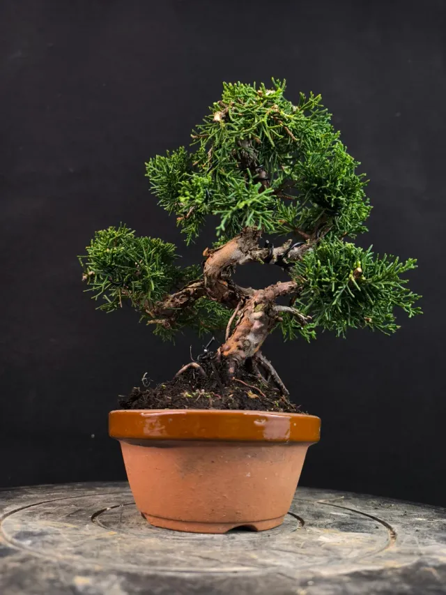 Bonsai Junipero Kishu